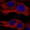 C1q And TNF Related 12 antibody, HPA024107, Atlas Antibodies, Immunofluorescence image 