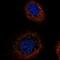 Transforming Growth Factor Beta Receptor Associated Protein 1 antibody, NBP2-58528, Novus Biologicals, Immunofluorescence image 