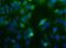 Nodal Growth Differentiation Factor antibody, PA5-23084, Invitrogen Antibodies, Immunofluorescence image 