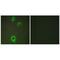 Cell Adhesion Molecule 4 antibody, PA5-49907, Invitrogen Antibodies, Immunofluorescence image 