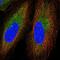 Gametogenetin Binding Protein 2 antibody, NBP2-57901, Novus Biologicals, Immunofluorescence image 