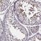 Sperm Associated Antigen 8 antibody, NBP2-39092, Novus Biologicals, Immunohistochemistry frozen image 
