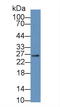 High Mobility Group Box 2 antibody, LS-C710958, Lifespan Biosciences, Western Blot image 