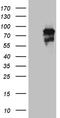 Protein transport protein Sec23B antibody, TA810138, Origene, Western Blot image 