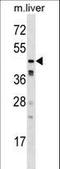 Calcium/Calmodulin Dependent Protein Kinase IG antibody, LS-C164309, Lifespan Biosciences, Western Blot image 