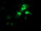 OTU Deubiquitinase, Ubiquitin Aldehyde Binding 2 antibody, TA501942, Origene, Immunofluorescence image 