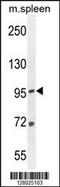 Elongation Factor Like GTPase 1 antibody, 55-152, ProSci, Western Blot image 