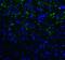 Hepatitis A Virus Cellular Receptor 2 antibody, RF16107, ProSci Inc, Immunofluorescence image 