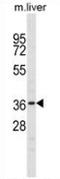 Homeobox protein Nkx-6.1 antibody, AP52893PU-N, Origene, Western Blot image 