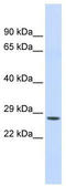 Chymotrypsin C antibody, TA334675, Origene, Western Blot image 