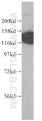 Elastin Microfibril Interfacer 1 antibody, 60047-1-Ig, Proteintech Group, Western Blot image 