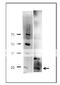 TATA-Box Binding Protein Associated Factor 10 antibody, 62-016, BioAcademia Inc, Western Blot image 