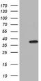 Homeobox protein Nkx-3.1 antibody, CF805425, Origene, Western Blot image 