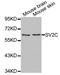 Synaptic vesicle glycoprotein 2C antibody, LS-C335336, Lifespan Biosciences, Western Blot image 