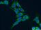Mitochondrial Ribosomal Protein L9 antibody, 15342-1-AP, Proteintech Group, Immunofluorescence image 