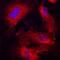 Atypical Chemokine Receptor 1 (Duffy Blood Group) antibody, MAB4139, R&D Systems, Immunofluorescence image 