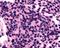 Opsin-3 antibody, NLS2133, Novus Biologicals, Immunohistochemistry frozen image 