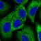 WNK1 antibody, HPA046541, Atlas Antibodies, Immunocytochemistry image 