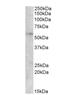 Early Growth Response 2 antibody, NB100-68146, Novus Biologicals, Western Blot image 