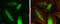 G Protein Pathway Suppressor 2 antibody, GTX117560, GeneTex, Immunofluorescence image 