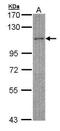 Myosin Binding Protein C, Fast Type antibody, GTX105777, GeneTex, Western Blot image 