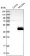 RNA Pseudouridine Synthase D4 antibody, NBP1-82231, Novus Biologicals, Western Blot image 