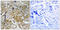 Alpha-PAK antibody, LS-C199397, Lifespan Biosciences, Immunohistochemistry frozen image 