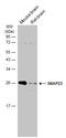 Synaptosomal-associated protein 23 antibody, GTX117823, GeneTex, Western Blot image 