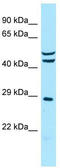 Mitochondrial Ribosomal Protein S7 antibody, TA331933, Origene, Western Blot image 
