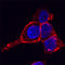 Drebrin 1 antibody, AF7739, R&D Systems, Immunocytochemistry image 