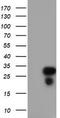 Regulator of G-protein signaling 16 antibody, TA504032S, Origene, Western Blot image 