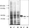 Internexin Neuronal Intermediate Filament Protein Alpha antibody, LS-C204601, Lifespan Biosciences, Western Blot image 
