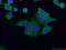 Pumilio homolog 1 antibody, 26256-1-AP, Proteintech Group, Immunofluorescence image 