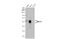 Myocyte-specific enhancer factor 2C antibody, GTX105433, GeneTex, Western Blot image 