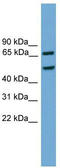 Early Growth Response 1 antibody, TA341754, Origene, Western Blot image 