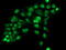 DNA excision repair protein ERCC-1 antibody, LS-C786943, Lifespan Biosciences, Immunofluorescence image 
