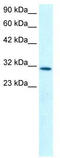 Kruppel Like Factor 8 antibody, TA329322, Origene, Western Blot image 