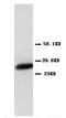Annexin A4 antibody, AP23295PU-N, Origene, Western Blot image 