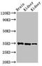 Ribosomal Protein Lateral Stalk Subunit P0 antibody, LS-C370243, Lifespan Biosciences, Western Blot image 