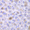 Epoxide Hydrolase 1 antibody, LS-C335199, Lifespan Biosciences, Immunohistochemistry frozen image 