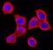 RGM domain family member B antibody, BAF3597, R&D Systems, Immunofluorescence image 
