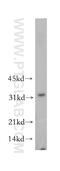 Aldo-Keto Reductase Family 7 Member A2 antibody, 10730-1-AP, Proteintech Group, Western Blot image 