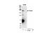 Claspin antibody, NB100-247, Novus Biologicals, Immunoprecipitation image 