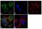 Platelet-derived growth factor subunit A antibody, PA5-16571, Invitrogen Antibodies, Immunofluorescence image 