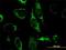 Exo/Endonuclease G antibody, H00009941-M02, Novus Biologicals, Immunocytochemistry image 