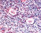 Glycogen Synthase Kinase 3 Beta antibody, TA317698, Origene, Immunohistochemistry frozen image 