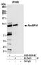 Exportin-7 antibody, A305-805A-M, Bethyl Labs, Immunoprecipitation image 