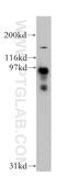 Discoidin, CUB And LCCL Domain Containing 2 antibody, 13168-1-AP, Proteintech Group, Western Blot image 