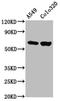 Protein Disulfide Isomerase Like, Testis Expressed antibody, LS-C681020, Lifespan Biosciences, Western Blot image 
