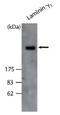Laminin Subunit Gamma 1 antibody, AP02273SU-S, Origene, Western Blot image 